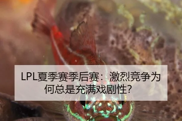LPL夏季赛季后赛：激烈竞争为何总是充满戏剧性？